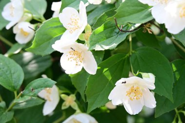 Bahar bahçesinde açan güzel çiçeklerin yakın plan görüntüsü, doğa manzarası               