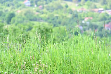 Güzel botanik çekimi, doğal arka plan.