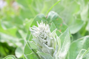 Güzel botanik çekimi, doğal arka plan.