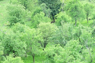 Yeşil dağ ormanlarının güzel manzarası, doğa ve seyahat kavramı                              