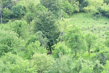 Yeşil dağ ormanlarının güzel manzarası, doğa ve seyahat kavramı                              