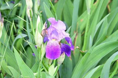 Bahçede açan güzel çiçekler. 