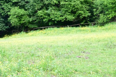 Güzel dağ ormanı doğa manzarası 