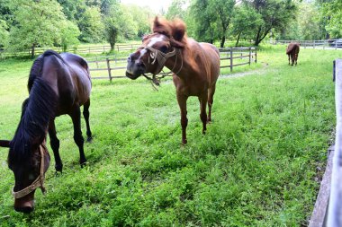 Otlak manzaralı atlar. 