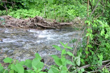 Ormandaki su akıntısı, manzarayı kapat 