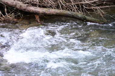 Ormandaki su akıntısı, manzarayı kapat 