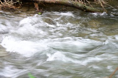 Ormandaki su akıntısı, manzarayı kapat 
