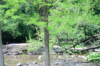 Dağ ormanındaki güzel göl 