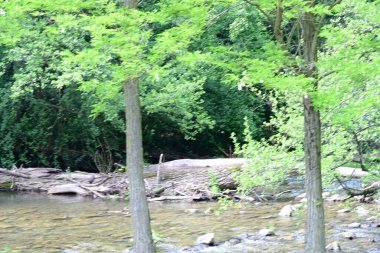 Dağ ormanındaki güzel göl 