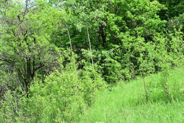 Güzel dağ ormanı doğa manzarası 