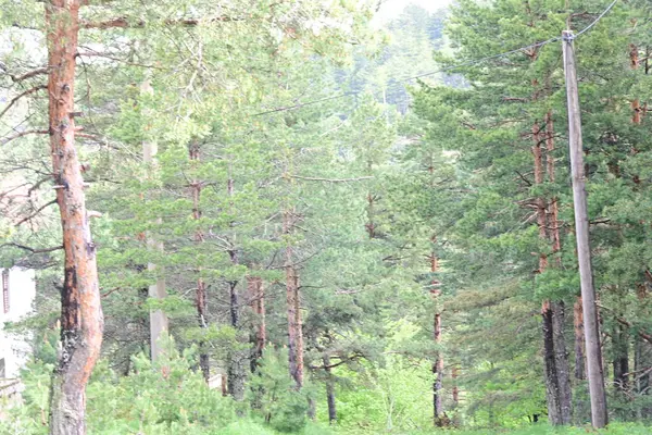Yeşil dağ ormanlarının güzel manzarası, doğa ve seyahat kavramı                              