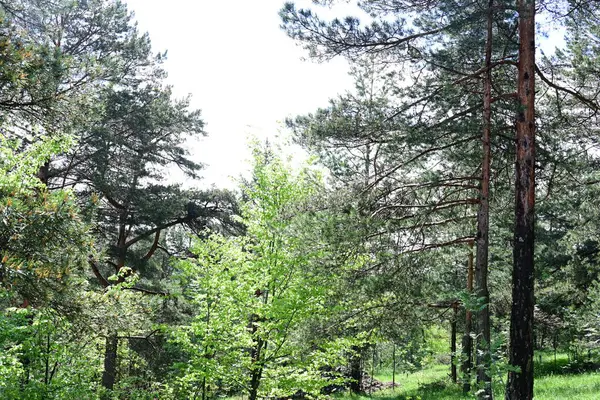 Yeşil dağ ormanlarının güzel manzarası, doğa ve seyahat kavramı                              