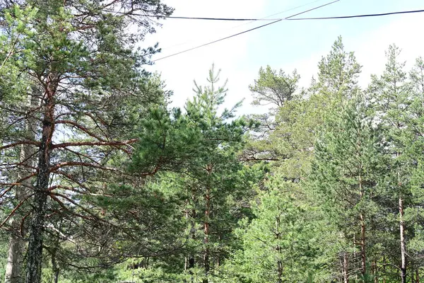 Yeşil dağ ormanlarının güzel manzarası, doğa ve seyahat kavramı                              