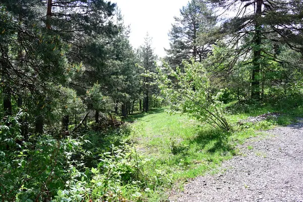 Yeşil dağ ormanlarının güzel manzarası, doğa ve seyahat kavramı                              