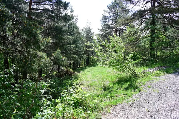 Yeşil dağ ormanlarının güzel manzarası, doğa ve seyahat kavramı                              