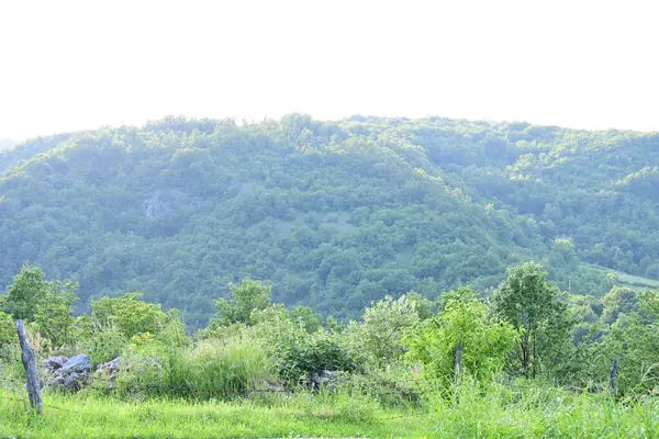 Yeşil dağ ormanlarının güzel manzarası, doğa ve seyahat kavramı                              