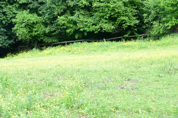 Güzel dağ ormanı doğa manzarası 