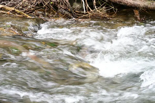 Ormandaki su akıntısı, manzarayı kapat 