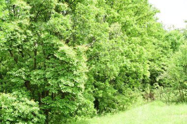 Yeşil yapraklar açık bir yaz gökyüzünün altında parıldıyor..