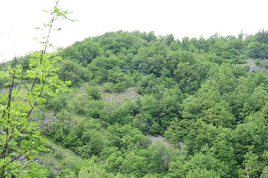 Dağlarda yaz mevsiminin zirvesinde gün ışığına çıkmış bir orman.