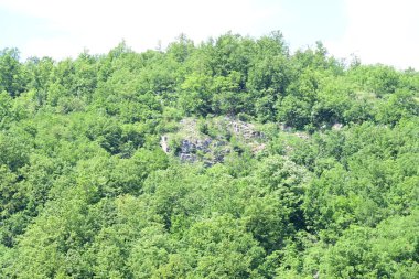 Dağlarda yaz mevsiminin zirvesinde gün ışığına çıkmış bir orman.