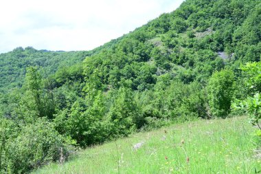 Yaz mevsiminin zirvesinde bir günlük aydınlık orman..