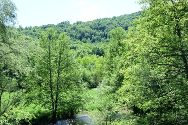 Güzel dağ ormanı doğa manzarası 