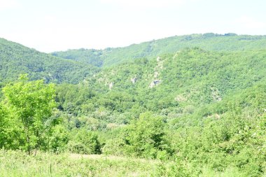 Güzel dağ ormanı doğa manzarası 