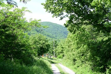 Güzel dağ ormanı doğa manzarası 
