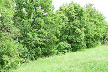 Güzel dağ ormanı doğa manzarası 