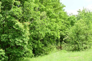 Güzel dağ ormanı doğa manzarası 