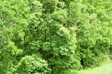 Güzel dağ ormanı doğa manzarası 
