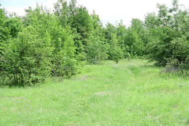 Orman doğası güneşli bir günde, çayırlardaki ağaçlar 