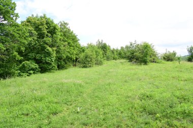 Ormanda yeşil ağaçlar Doğa manzarası 