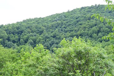 Ormanda yeşil ağaçlar Doğa manzarası 