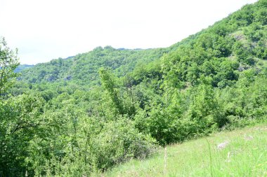 Güzel dağ ormanı doğa manzarası 