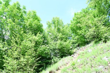 Yazın ormandaki ağaçlar