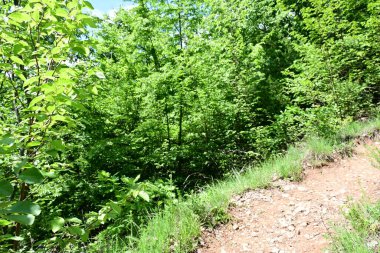 Ormanda yeşil ağaçlar