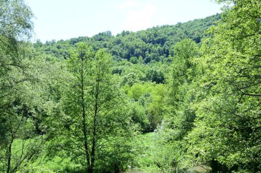 Dağlarda yeşil orman ve ağaçlar.