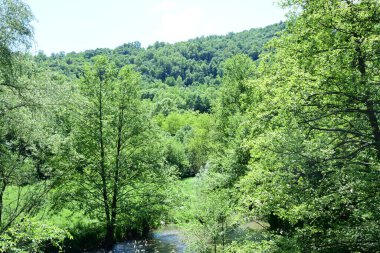 Yazın ormandaki yeşil nehir