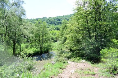 Güzel dağ ormanı doğa manzarası 