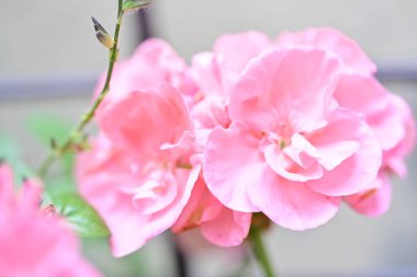 Yaz aylarında bahçe büyüyen güzel pembe çiçekler