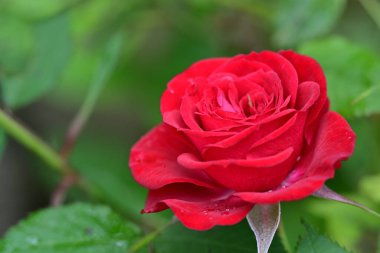 Bahçedeki güzel kırmızı çiçekleri kapat.