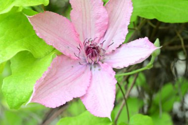 Bahçede açan güzel çiçekler. 