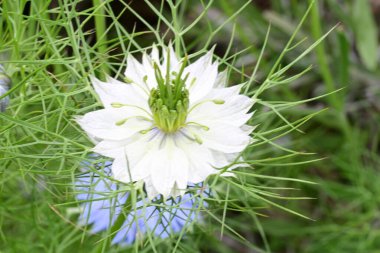 Bahçede açan güzel çiçekler. 