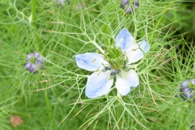 Bahçede açan güzel çiçekler. 