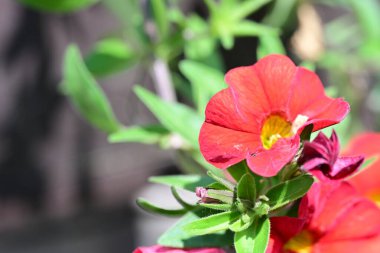 Bahçede açan güzel çiçekler. 