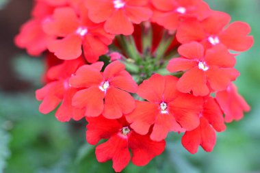 Bahçede açan güzel çiçekler. 