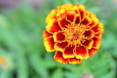 Bahçede açan portakal çiçeği. 