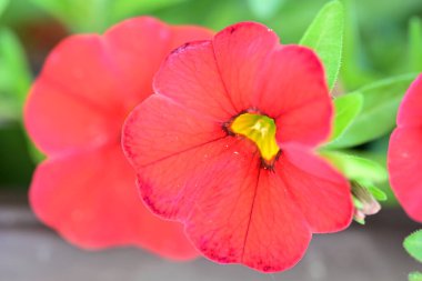 Bahçede açan güzel çiçekler. 